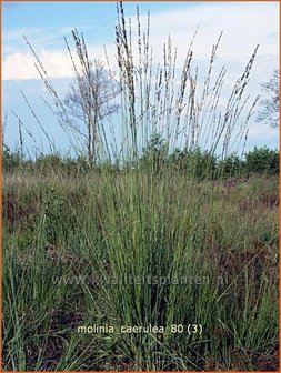 Molinia caerulea | Pijpenstrootje, Pijpestrootje