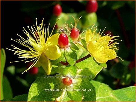 Hypericum androsaemum | Mansbloed