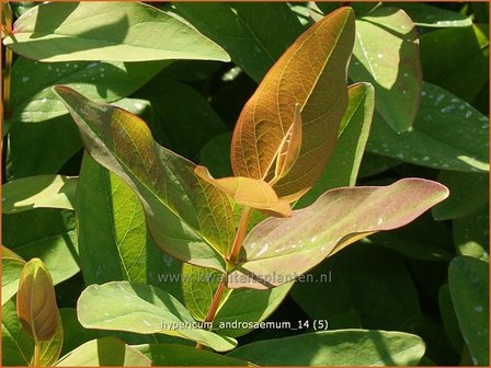 Hypericum androsaemum | Mansbloed