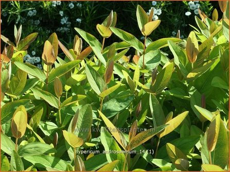 Hypericum androsaemum | Mansbloed