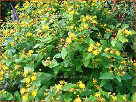 Hypericum androsaemum | Mansbloed