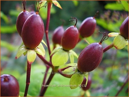 Hypericum androsaemum | Mansbloed