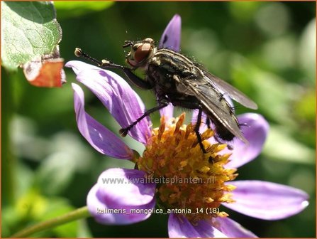 Kalimeris mongolica &#039;Antonia&#039; | Zomeraster