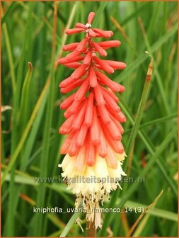 Kniphofia uvaria &#039;Flamenco&#039; | Vuurpijl, Fakkellelie