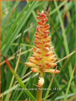 Kniphofia uvaria &#039;Flamenco&#039; | Vuurpijl, Fakkellelie