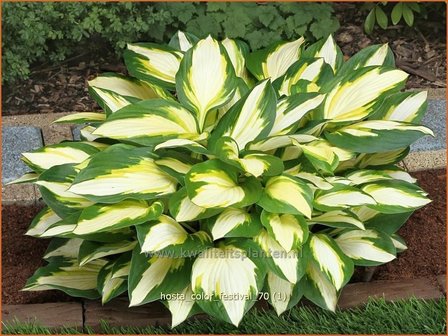 Hosta &#039;Color Festival&#039; | Hartlelie, Funkia