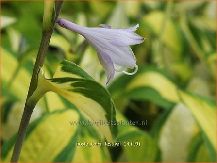 Hosta &#039;Color Festival&#039; | Hartlelie, Funkia