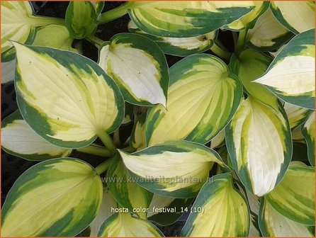 Hosta &#039;Color Festival&#039; | Hartlelie, Funkia