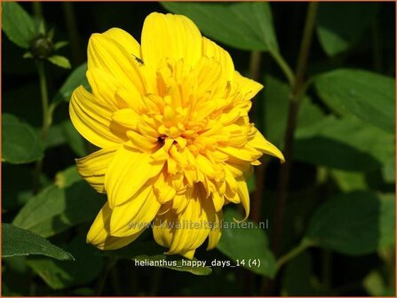 Helianthus &#039;Happy Days&#039; | Vaste zonnebloem