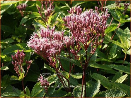 Eupatorium dubium &#039;Little Joe&#039; | Leverkruid, Koninginnekruid