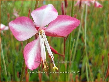 Gaura lindheimeri &#039;Summer Emotions&#039; | Prachtkaars