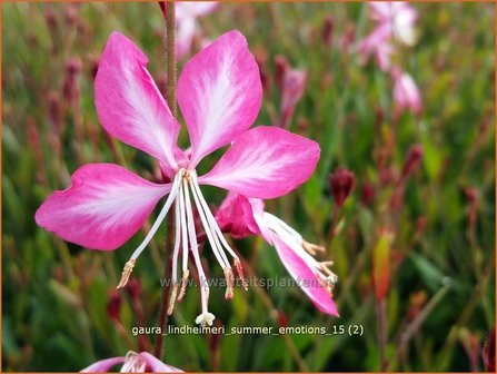 Gaura lindheimeri &#039;Summer Emotions&#039; | Prachtkaars, Vlinderkruid