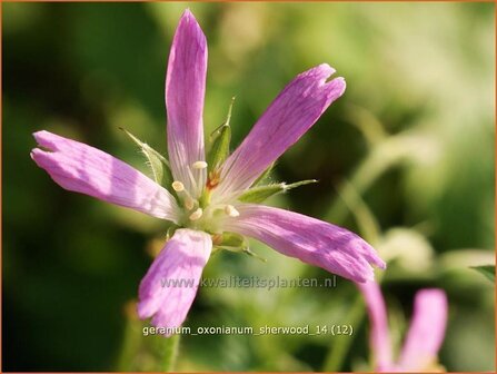 Geranium oxonianum &#039;Sherwood&#039; | Ooievaarsbek, Tuingeranium | Oxford-Storchschnabel