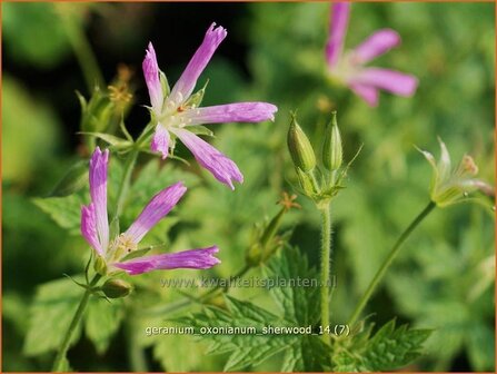 Geranium oxonianum &#039;Sherwood&#039; | Ooievaarsbek, Tuingeranium | Oxford-Storchschnabel