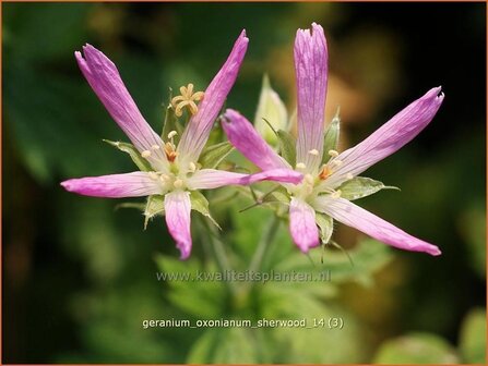 Geranium oxonianum &#039;Sherwood&#039; | Ooievaarsbek, Tuingeranium | Oxford-Storchschnabel