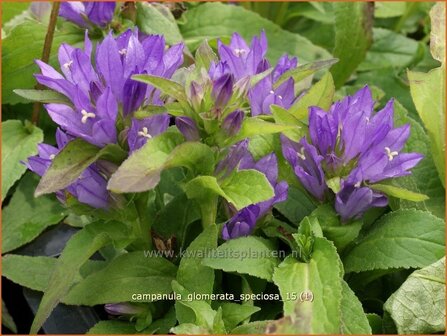 Campanula glomerata &#039;Speciosa&#039; | Kluwenklokje, Klokjesbloem