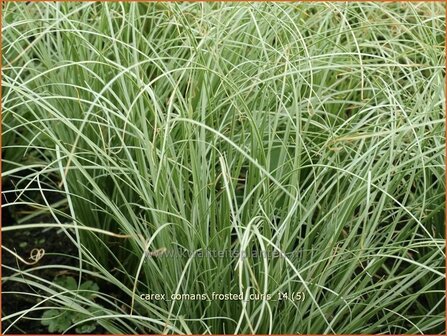 Carex comans &#039;Frosted Curls&#039; | Zegge