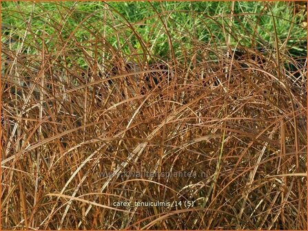 Carex tenuiculmis | Zegge | Zarthalmige Segge