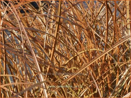 Carex tenuiculmis | Zegge | Zarthalmige Segge