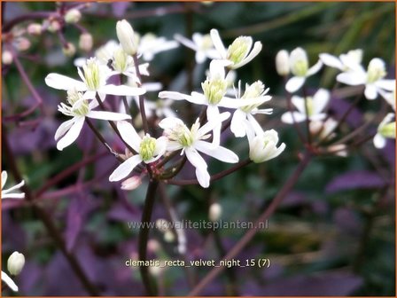 Clematis recta &#039;Velvet Night&#039; | Bosrank, Clematis