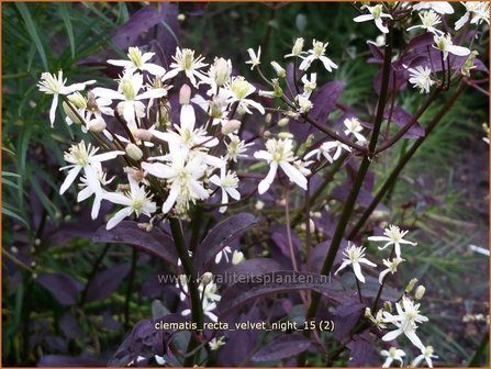 Clematis recta &#039;Velvet Night&#039; | Bosrank, Clematis