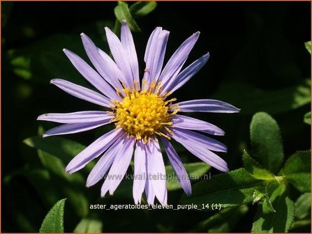 Aster ageratoides &#039;Eleven Purple&#039; | Aster | Ageratum-&auml;hnliche Aster