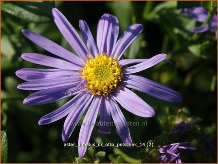 Aster amellus &#039;Dr Otto Petschek&#039; | Aster