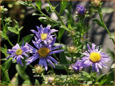 Aster amellus &#039;Dr Otto Petschek&#039; | Aster