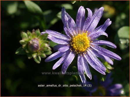 Aster amellus &#039;Dr Otto Petschek&#039; | Aster