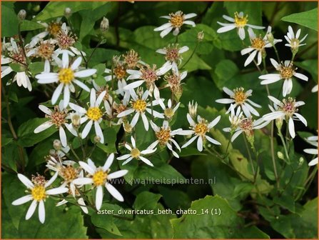 Aster divaricatus &#039;Beth Chatto&#039; | Sneeuwsteraster, Aster