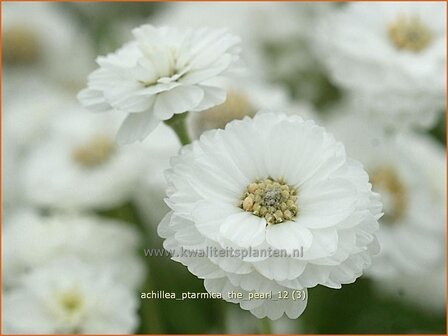 Achillea ptarmica &#039;The Pearl&#039; | Duizendblad