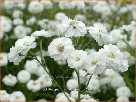 Achillea ptarmica &#039;The Pearl&#039; | Duizendblad