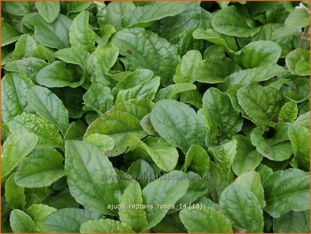 Ajuga reptans &#039;Rosea&#039; | Zenegroen