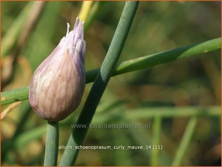 Allium schoenoprasum &#039;Curly Mauve&#039; | Bieslook, Look | Schnittlauch