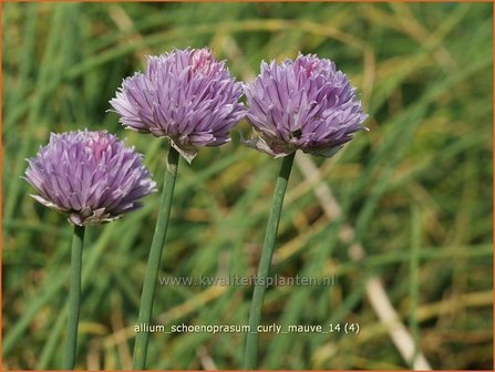 Allium schoenoprasum &#039;Curly Mauve&#039; | Bieslook, Look | Schnittlauch