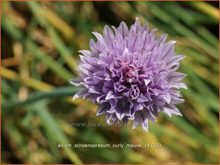 Allium schoenoprasum &#039;Curly Mauve&#039; | Bieslook, Look | Schnittlauch