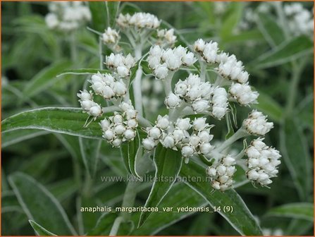 Anaphalis margaritacea var. yedoensis | Siberische edelweiss