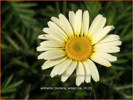 Anthemis tinctoria &#039;Lemon Ice&#039; | Kamille, Roomse kamille