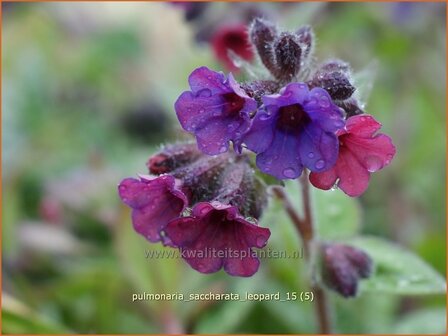 Pulmonaria saccharata &#039;Leopard&#039; | Longkruid