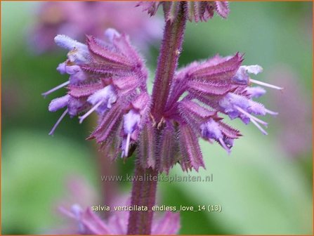 Salvia verticillata &#039;Endless Love&#039; | Kranssalie, Salvia