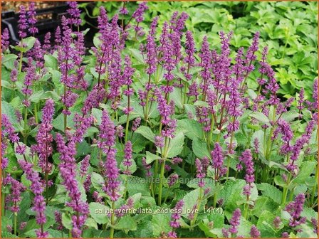 Salvia verticillata &#039;Endless Love&#039; | Kranssalie, Salvia