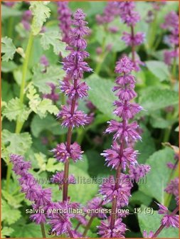 Salvia verticillata &#039;Endless Love&#039; | Kranssalie, Salvia