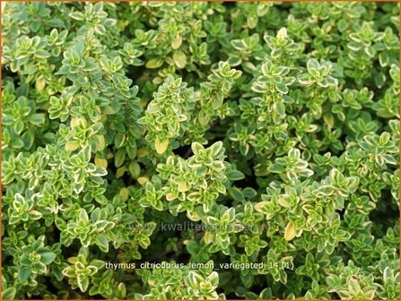 Thymus citriodorus &#039;Lemon Variegated&#039; | Citroentijm, Tijm