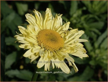 Leucanthemum &#039;Goldfinch&#039; | Margriet