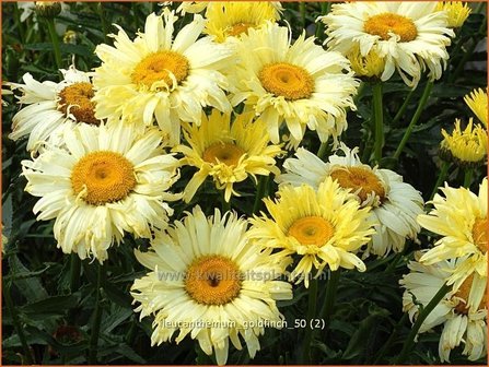 Leucanthemum &#039;Goldfinch&#039; | Margriet