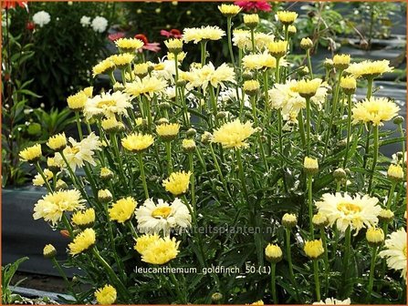 Leucanthemum &#039;Goldfinch&#039; | Margriet