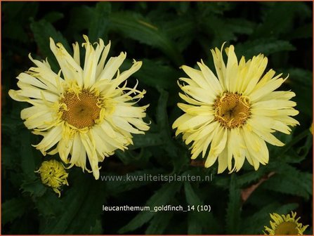 Leucanthemum &#039;Goldfinch&#039; | Margriet