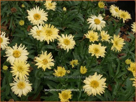 Leucanthemum &#039;Goldfinch&#039; | Margriet