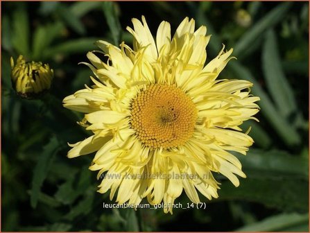 Leucanthemum &#039;Goldfinch&#039; | Margriet