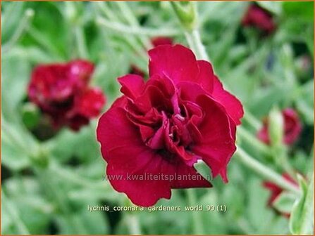 Lychnis coronaria &#039;Gardeners World&#039; | Prikneus